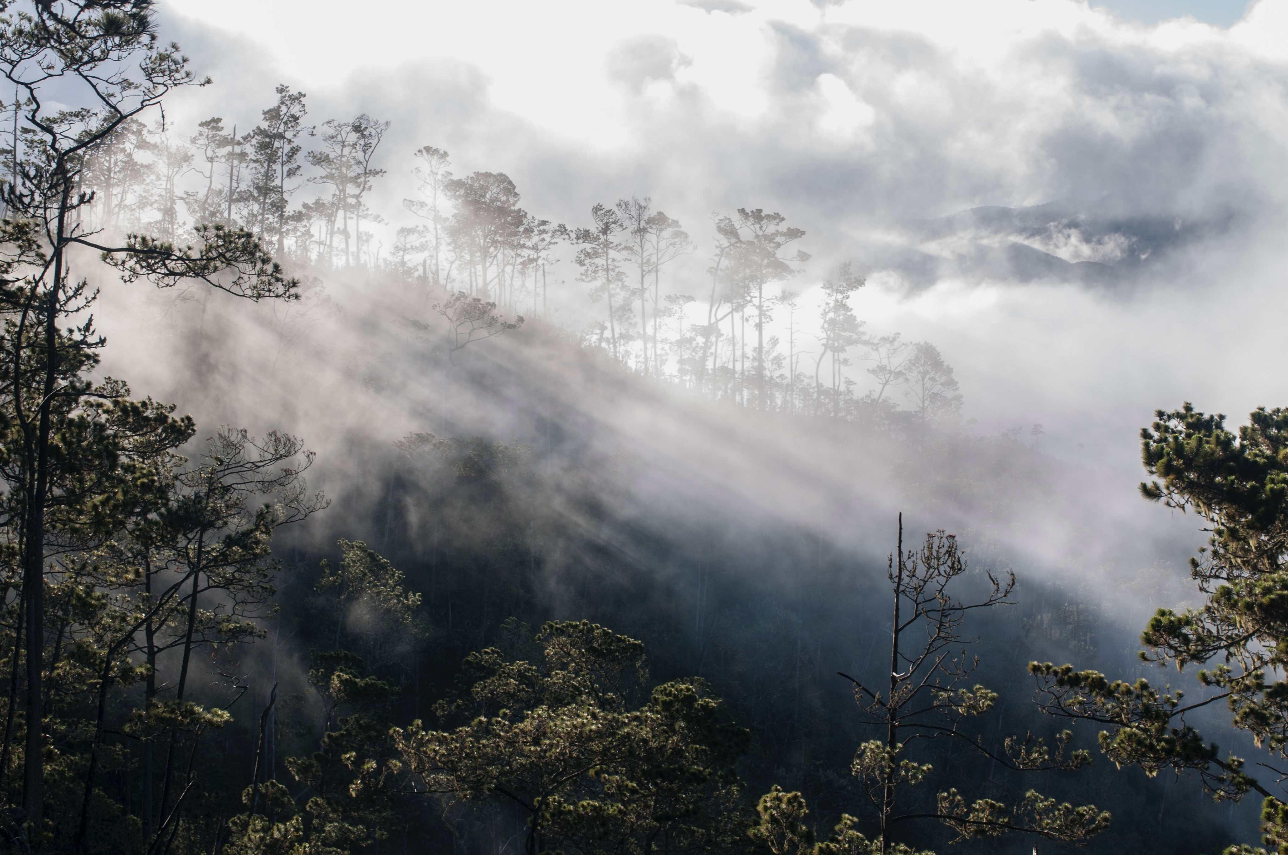 Congo Basin IP 
