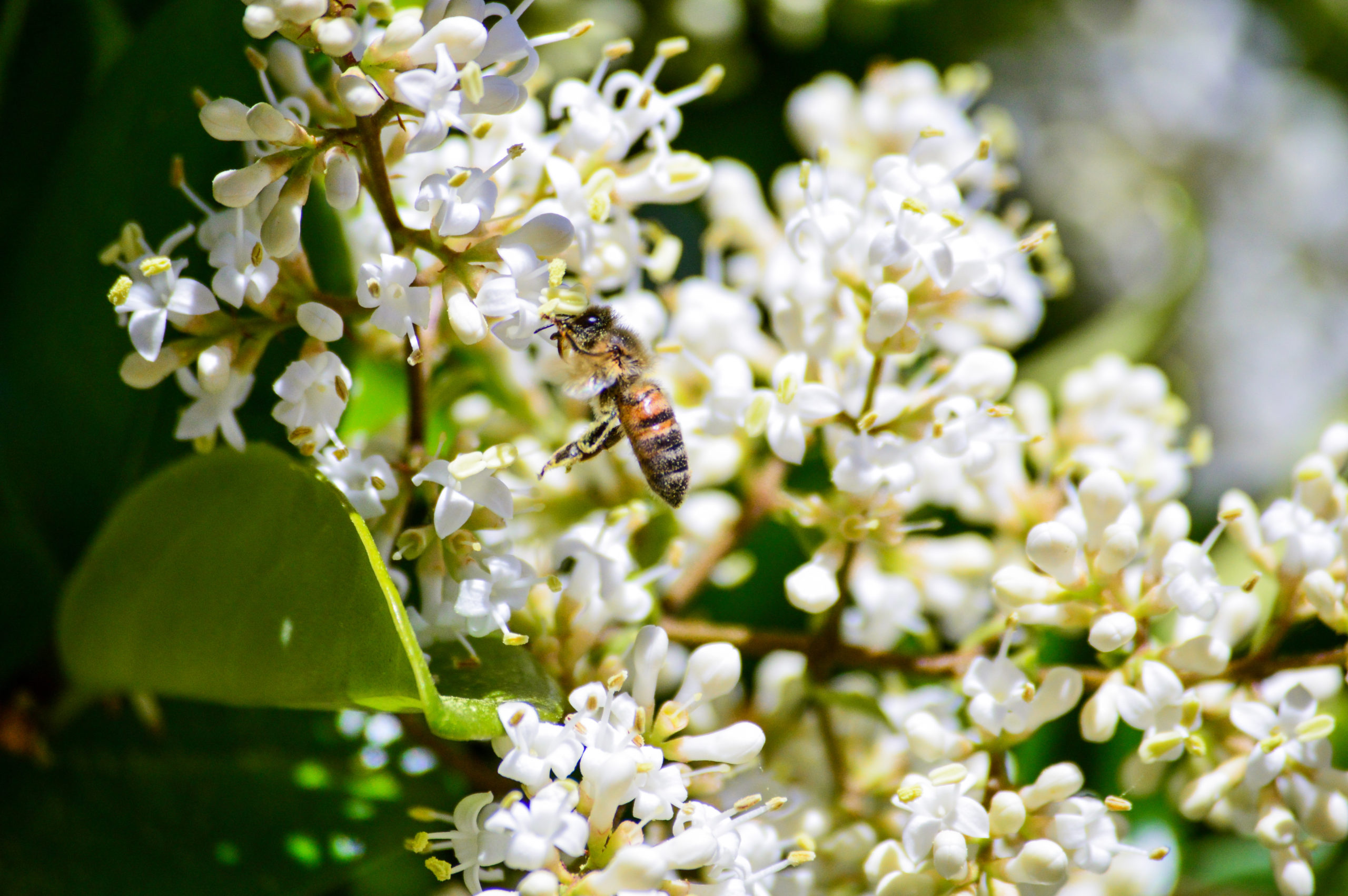 Bee-Flying-2-scaled.jpg