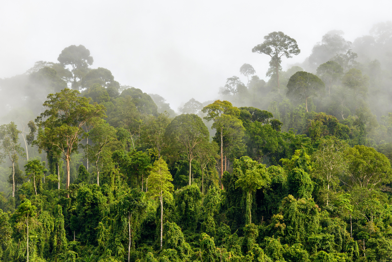 GFR-Malaysia-Kalimantan-border-tropical-forest-homepage_0.jpg