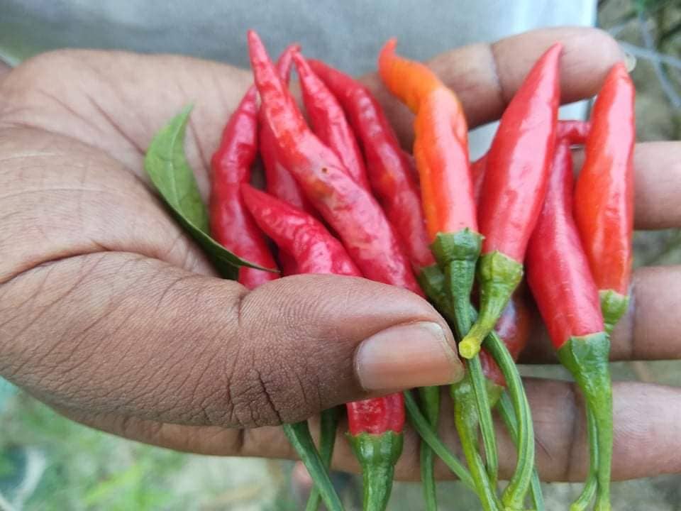 Series-2_-Farmers-Voices_Bangladesh-min.jpg