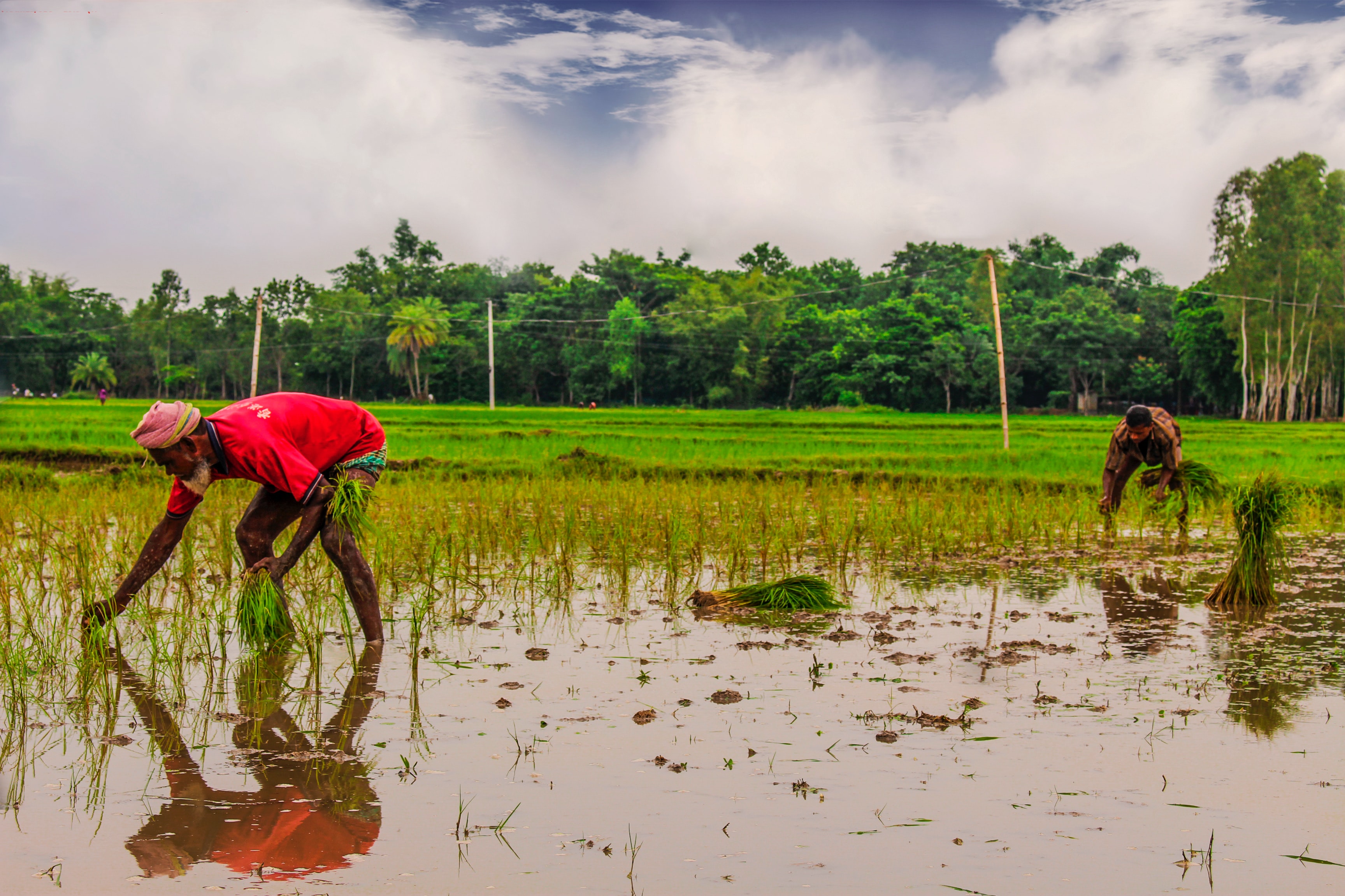 Photo by fardouse lomat jahan rumpa on Unsplash