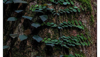 Enhancing Forest Targets and Measures in Nationally Determined Contributions (NDCs)_WWF.jpg