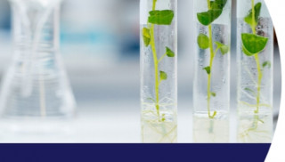 The circular bioeconom_WBCSD.jpg